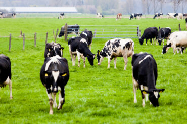 Cows on farmland